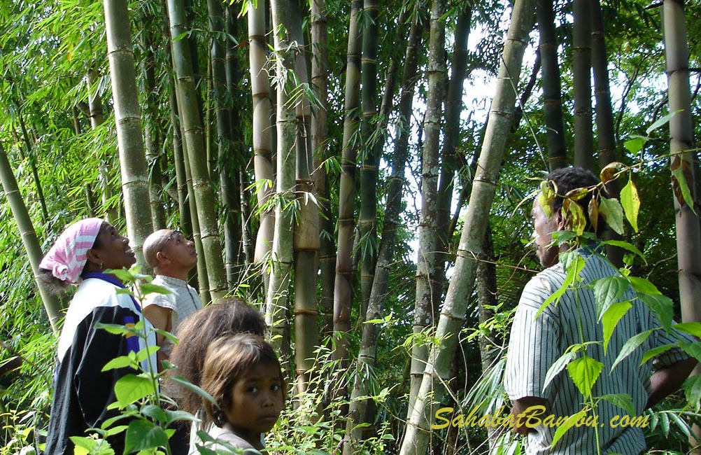 Peralatan utama yang digunakan untuk permainan rangku alu adalah tumbuhan bambu tumbuhan bambu berkembang biak dengan